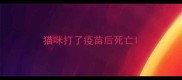 猫咪打了疫苗后死亡