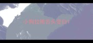 小狗拉稀舌头变白