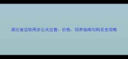 湖北省边牧两岁公犬出售价格饲养指南与购买全攻略