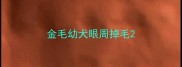 金毛幼犬眼周掉毛