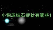 小狗尿结石症状有哪些