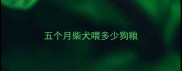 五个月柴犬喂多少狗粮