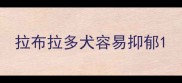 拉布拉多犬容易抑郁