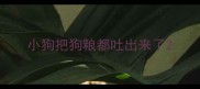 小狗把狗粮都吐出来了