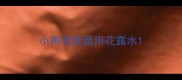 小狗有跳蚤用花露水
