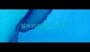 猫咪的粪便什么颜色