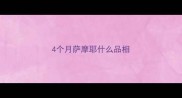4个月萨摩耶什么品相