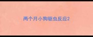 两个月小狗驱虫反应