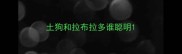 土狗和拉布拉多谁聪明