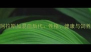 边牧和阿拉斯加混血后代性格健康与饲养全指南