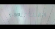 小狗吐了之后发抖