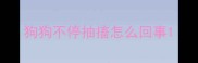 狗狗不停抽搐怎么回事