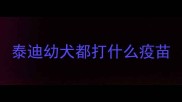 泰迪幼犬都打什么疫苗