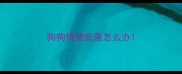 狗狗情绪低落怎么办