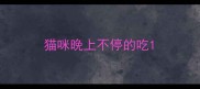 猫咪晚上不停的吃
