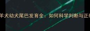 边境牧羊犬幼犬尾巴发育全如何科学判断与正确养护