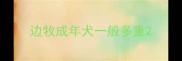 边牧成年犬一般多重
