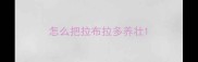 怎么把拉布拉多养壮