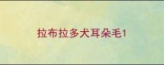 拉布拉多犬耳朵毛