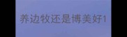 养边牧还是博美好