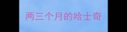 两三个月的哈士奇