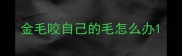 金毛咬自己的毛怎么办