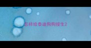 怎样给泰迪狗狗接生