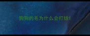 狗狗的毛为什么会打结