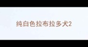 纯白色拉布拉多犬