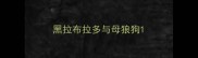 黑拉布拉多与母狼狗