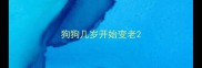 狗狗几岁开始变老