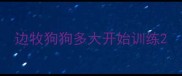 边牧狗狗多大开始训练