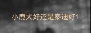小鹿犬好还是泰迪好