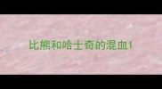 比熊和哈士奇的混血