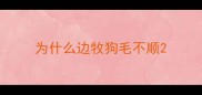 为什么边牧狗毛不顺