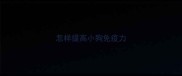 怎样提高小狗免疫力