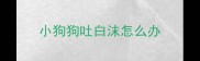小狗狗吐白沫怎么办