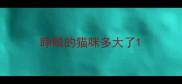 睁眼的猫咪多大了