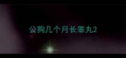 公狗几个月长睾丸