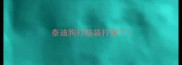 泰迪狗打脑袋打傻了