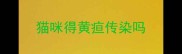 猫咪得黄疸传染吗