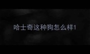 哈士奇这种狗怎么样