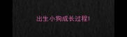 出生小狗成长过程
