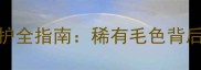 蓝陨石边境牧羊犬Leo养护全指南稀有毛色背后的科学喂养与训练秘籍
