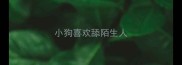 小狗喜欢舔陌生人