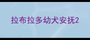 拉布拉多幼犬安抚