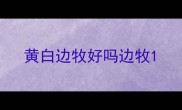 黄白边牧好吗边牧