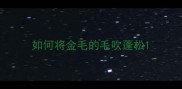 如何将金毛的毛吹蓬松