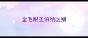 金毛跟圣伯纳区别