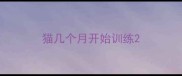 猫几个月开始训练